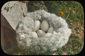 Image: Six Brant Eggs in Nest